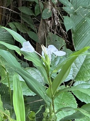 Hedychium coronarium image