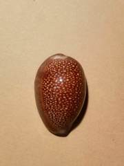 Monetaria caputdraconis