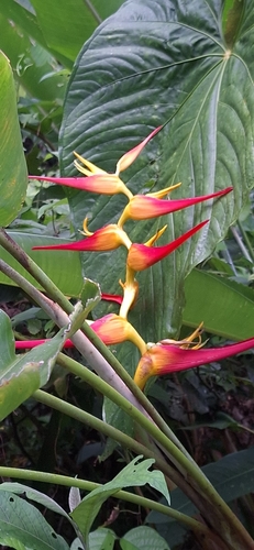 Heliconia latispatha