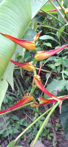Heliconia latispatha