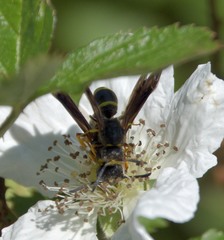 Ancistrocerus spinolae