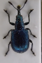 Haplorhynchites caeruleus