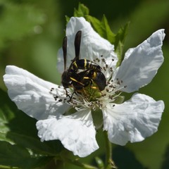 Ancistrocerus spinolae