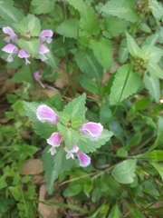 Lamium garganicum