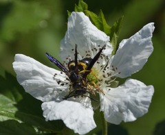 Ancistrocerus spinolae