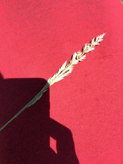 Poa arachnifera