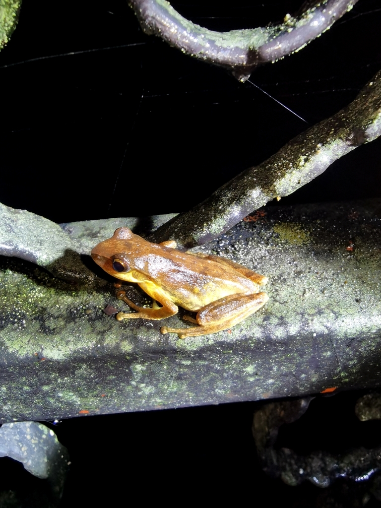 White-Cheeked Small Treefrog