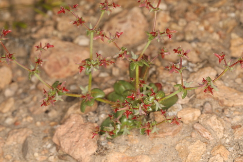 Image of Centrostegia thurberi by (c) Steve Matson, some rights reserved (CC BY)