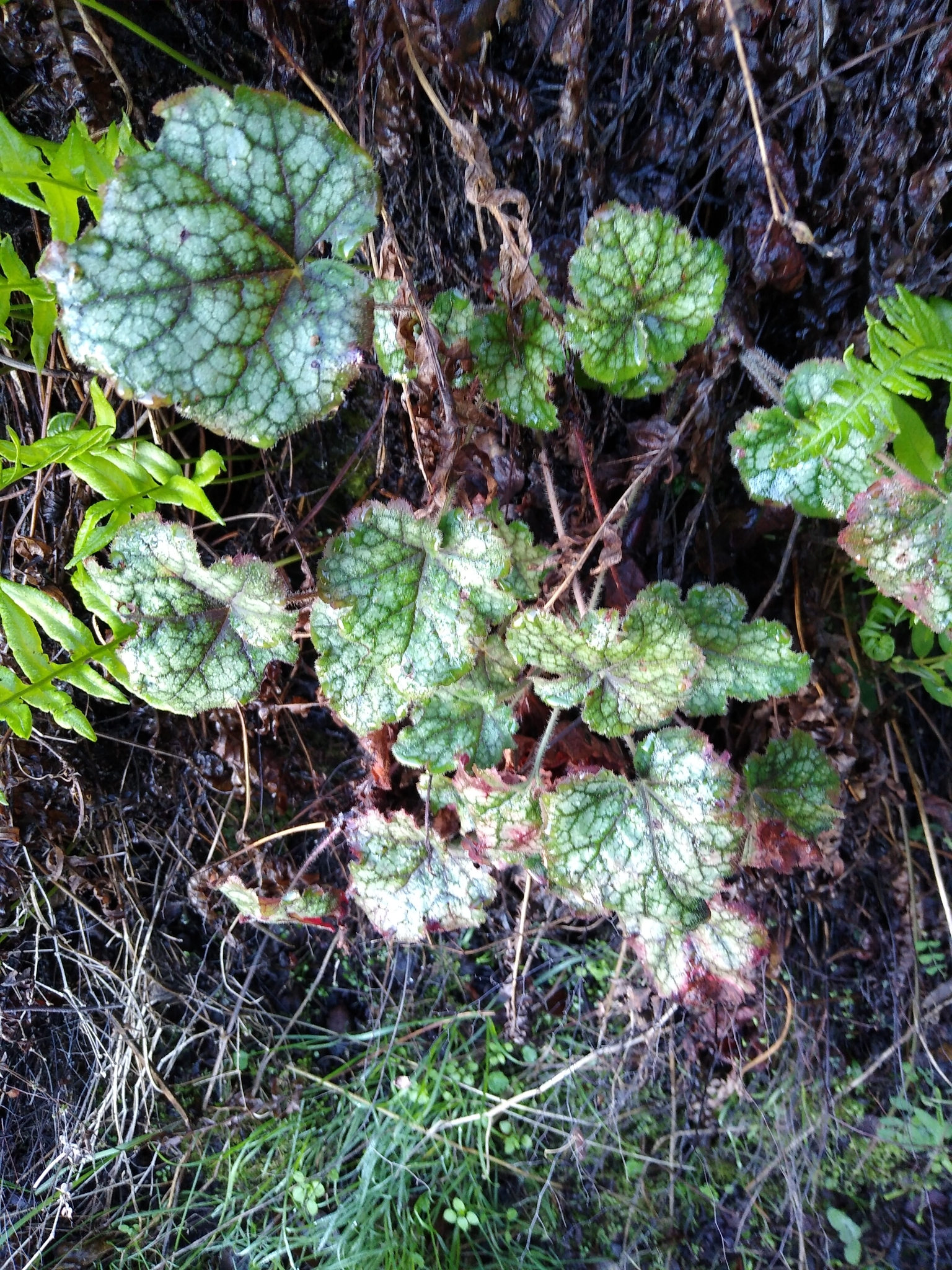 Imagem de Heuchera