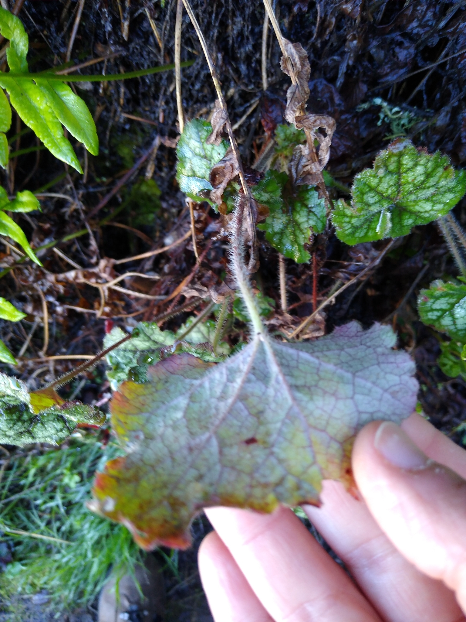 Imagem de Heuchera