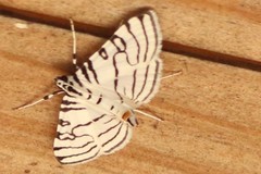 Conchylodes concinnalis