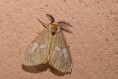 Palasea albimacula