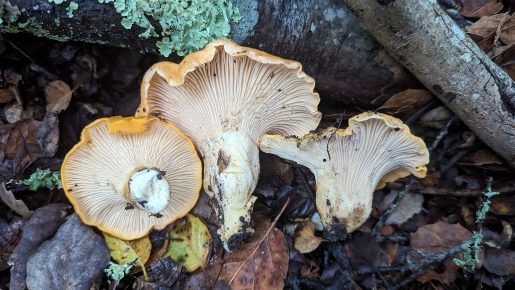 California Golden Chanterelle in December 2023 by Alan Rockefeller · iNaturalist