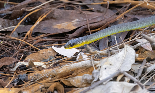 Common Tree Snake sighting