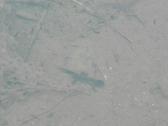 Ichthyosaura alpestris alpestris