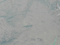 Ichthyosaura alpestris alpestris