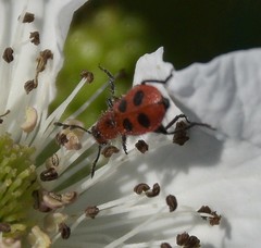 Pelonides quadrinotata