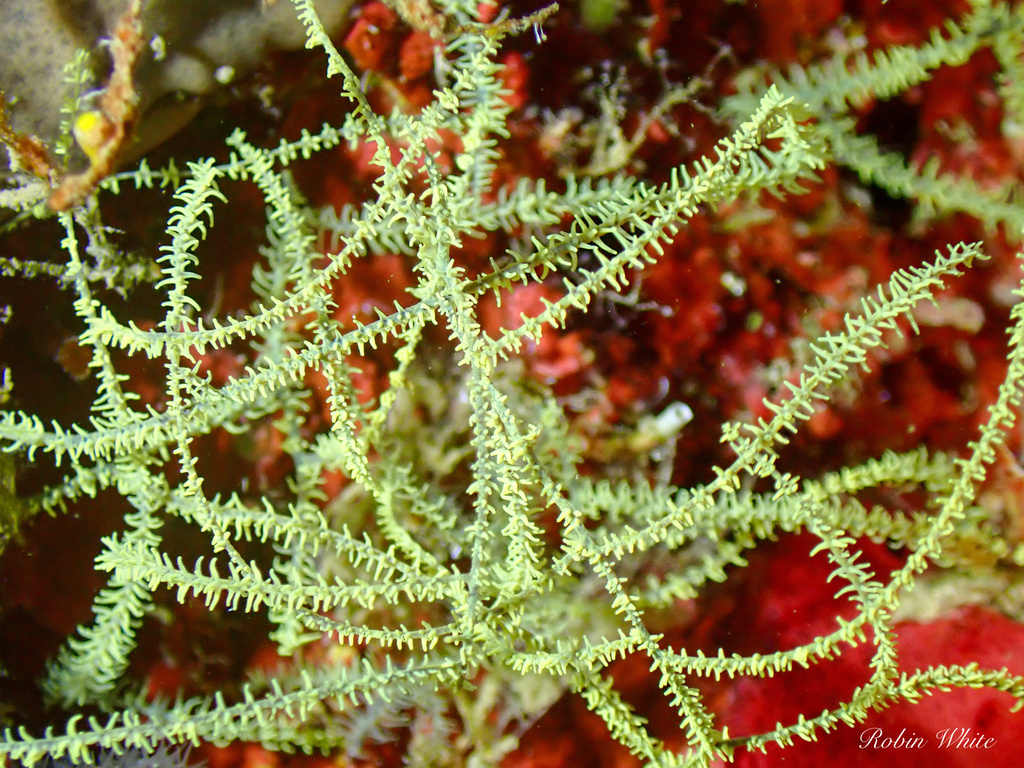 hair net black coral