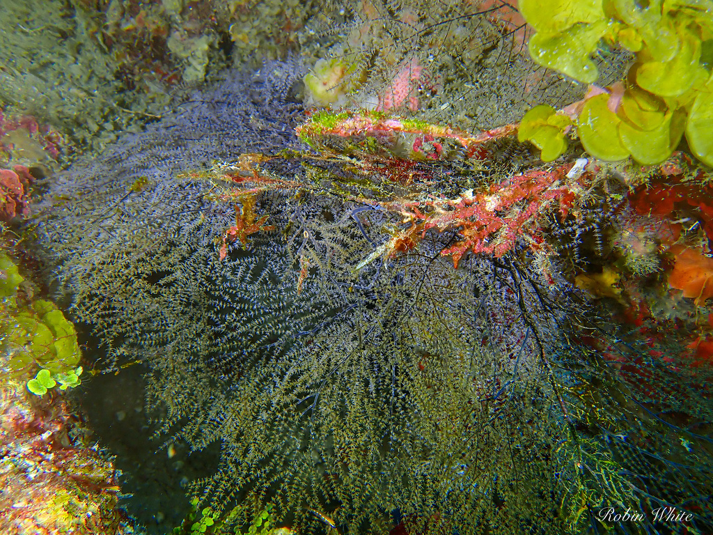 grey sea fan black coral