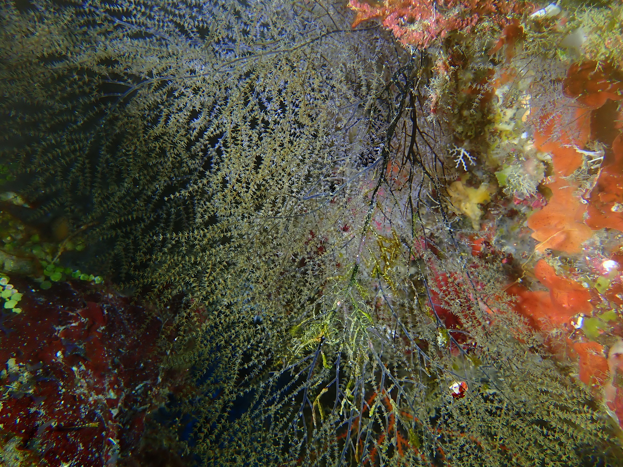 Antipathes atlantica Gray, 1857