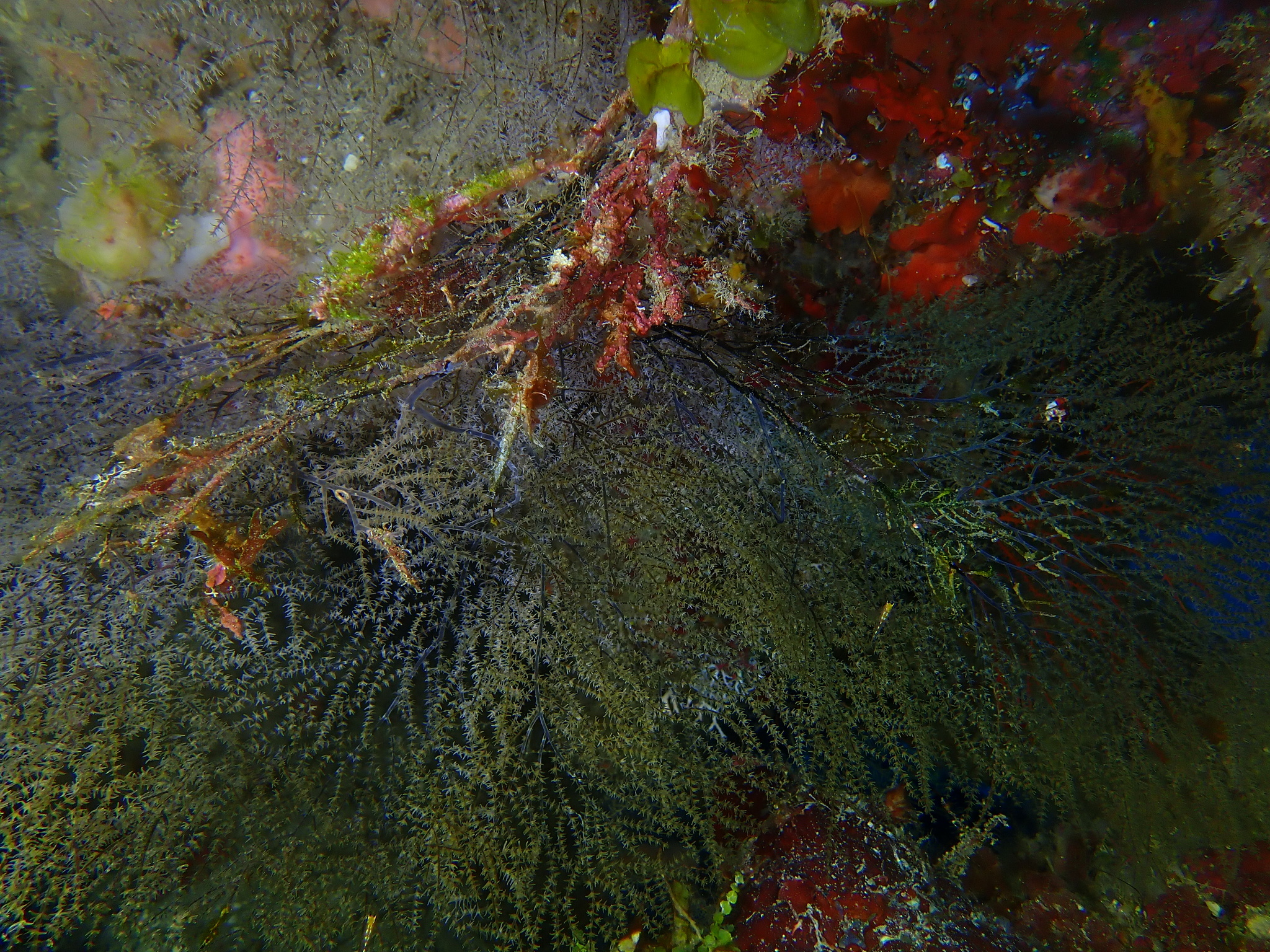 Antipathes atlantica Gray, 1857