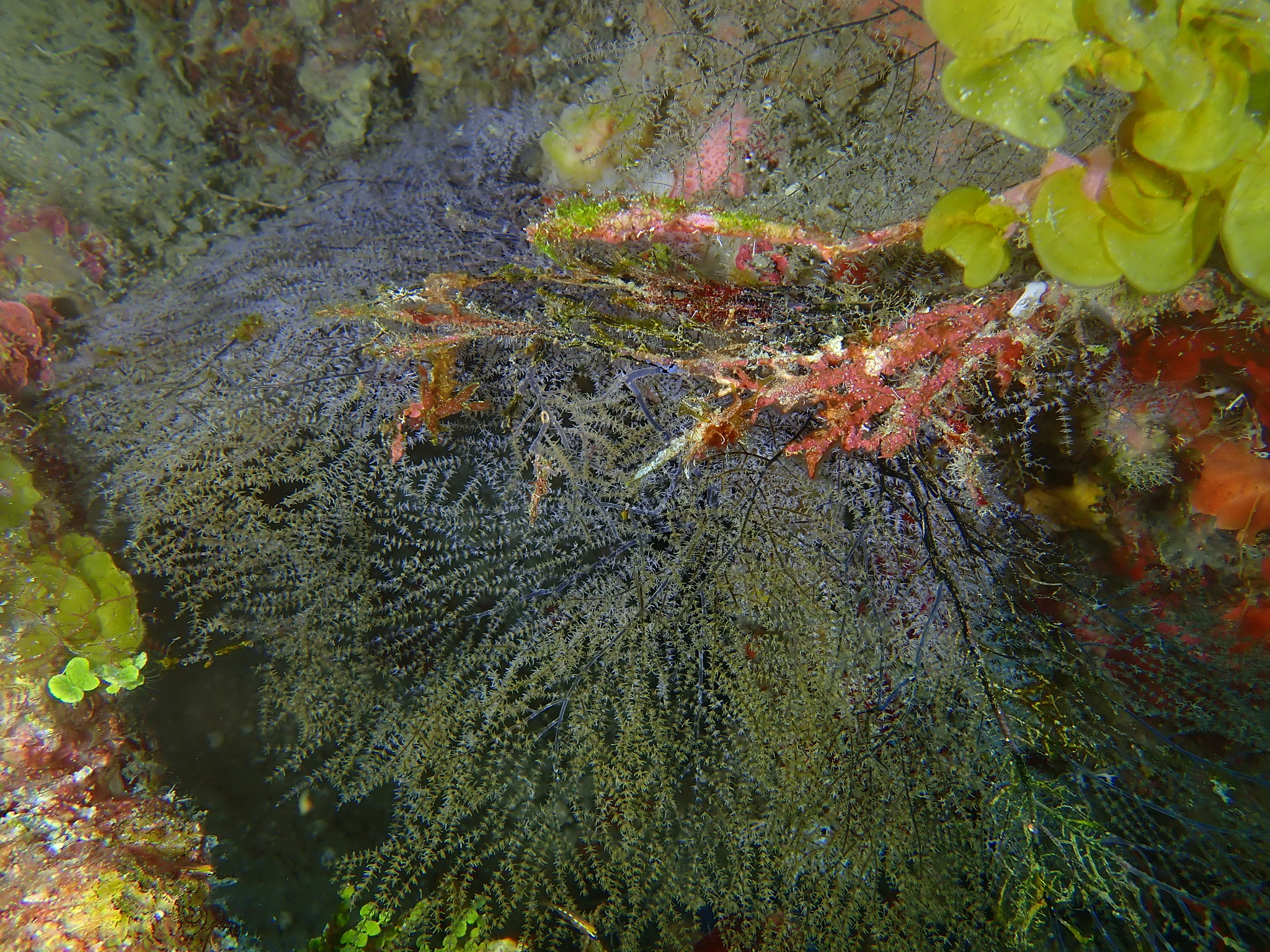 Antipathes atlantica Gray, 1857