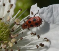 Pelonides quadrinotata