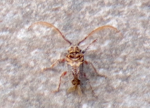 Poliaenus volitans
