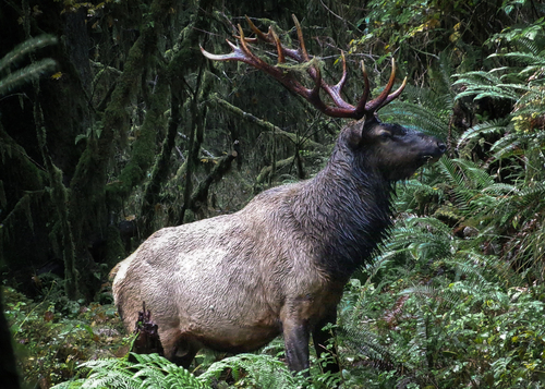 Roosevelt Elk photographed in Washington