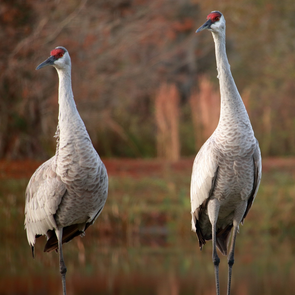 Greater Sandhill Crane From Manatee County FL USA On January 3 2024   Large 