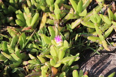 Carpobrotus dimidiatus