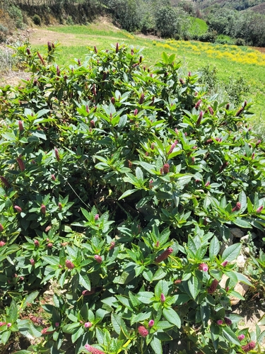 Southern pokeweed (Phytolacca bogotensis)