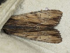 Apamea cuculliformis