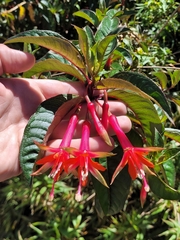 Fuchsia denticulata