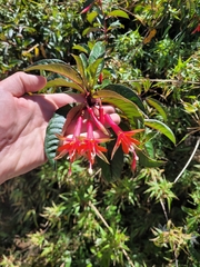 Fuchsia denticulata, photograph (c) RJ Baltierra, some rights reserved (CC BY)
