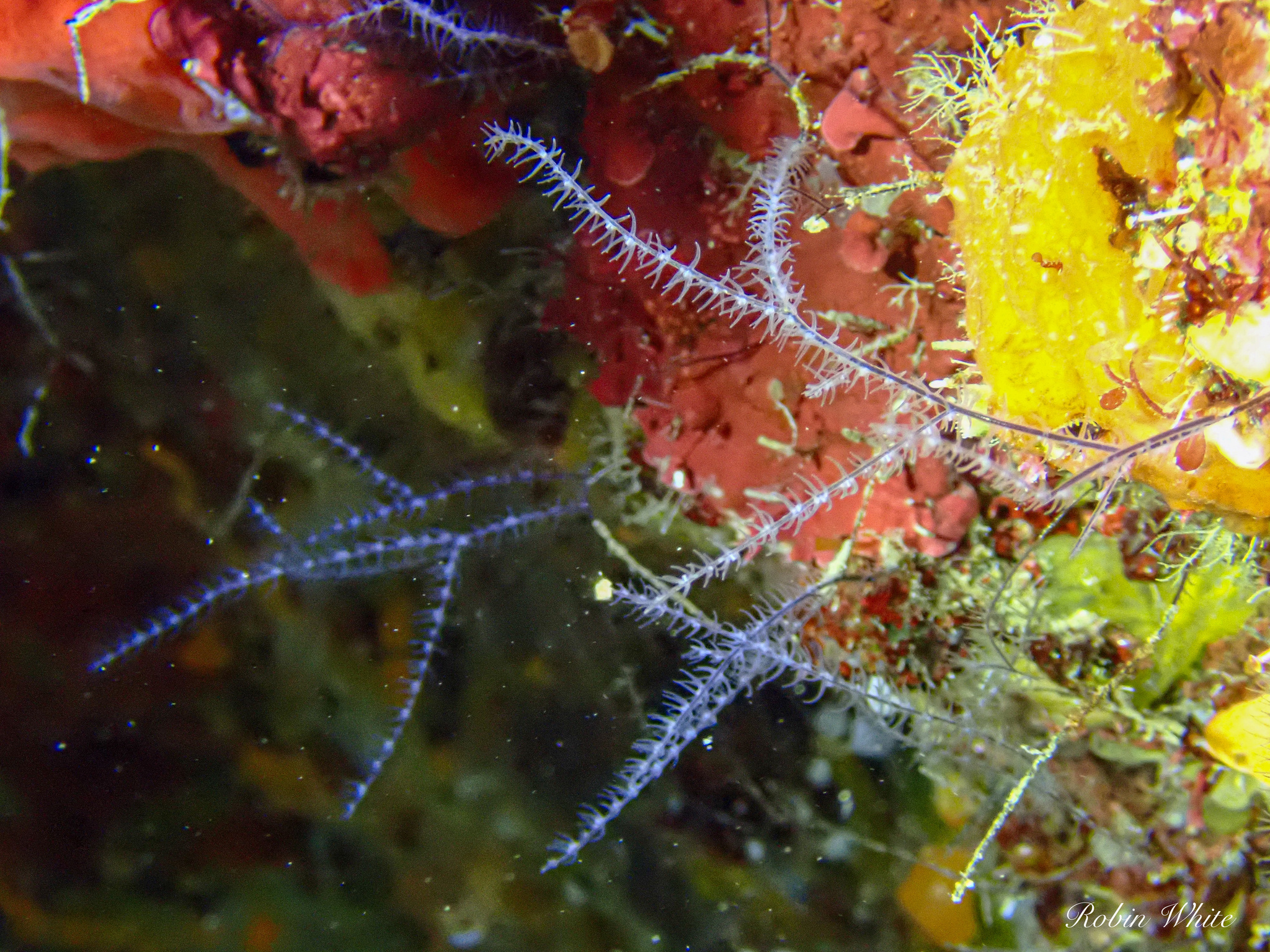 Antipathes atlantica Gray, 1857