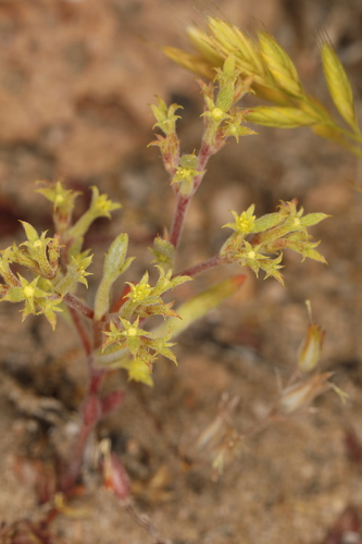 Image of Chorizanthe watsonii by (c) Steve Matson, some rights reserved (CC BY)