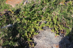 Carpobrotus dimidiatus