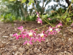 Epimedium × rubrum
