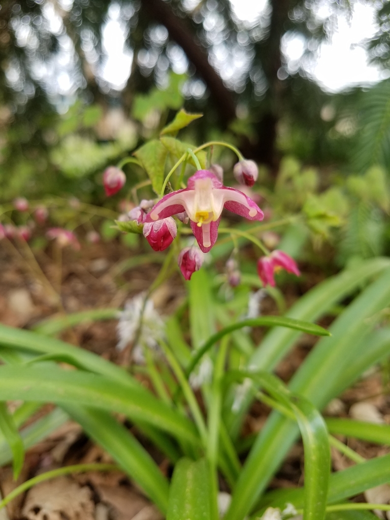 red barrenwort