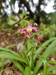 Epimedium × rubrum