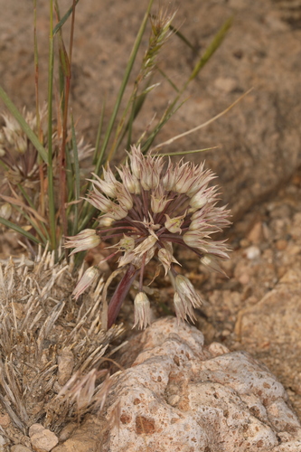 Image of Allium atrorubens by (c) Steve Matson, some rights reserved (CC BY)