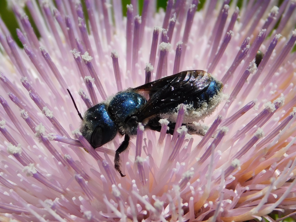 Helicosmia