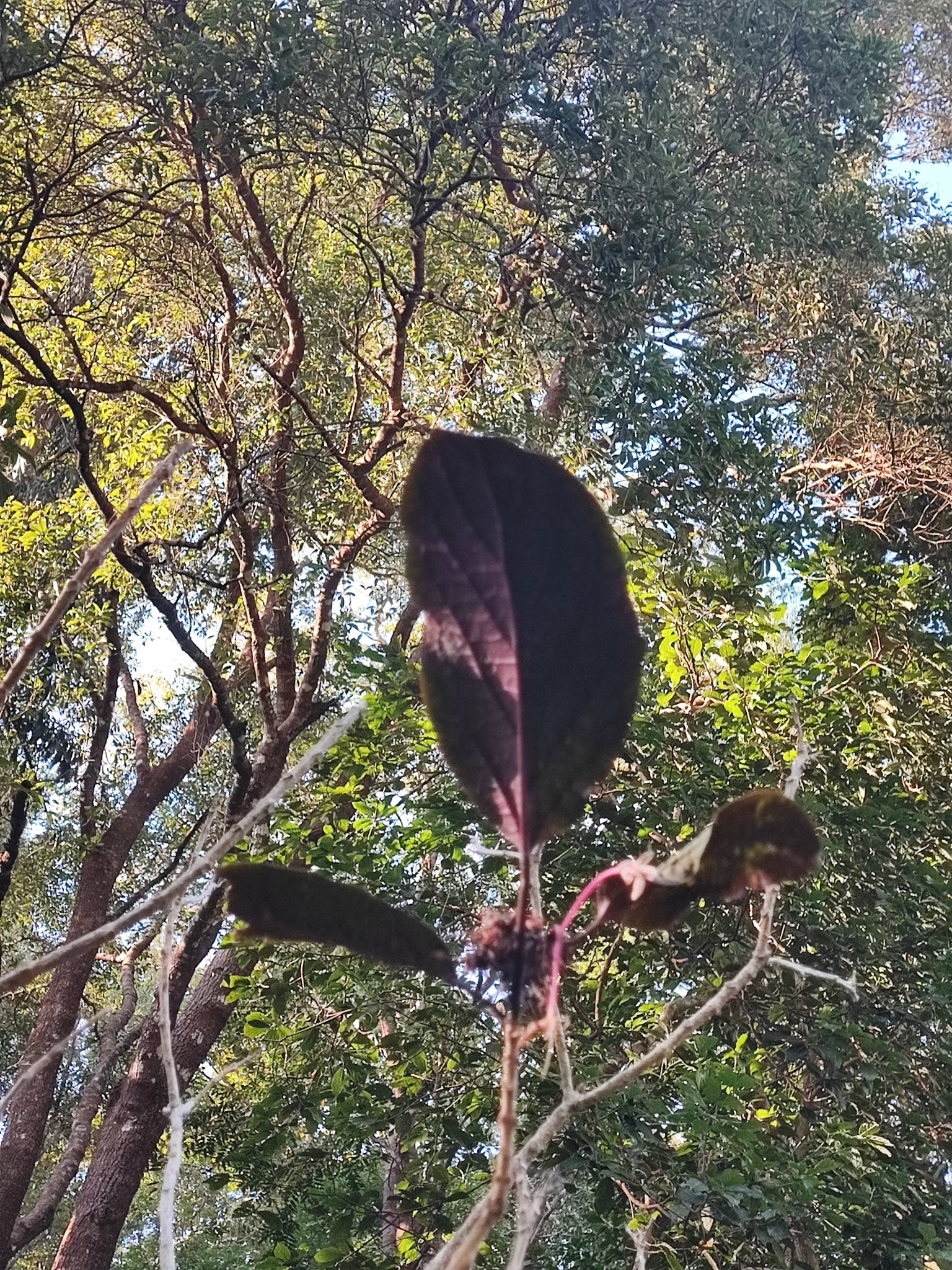 Imagem de Escova-de-macaco