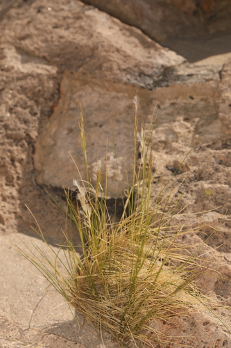 Image of Pappostipa speciosa by (c) Steve Matson, some rights reserved (CC BY)