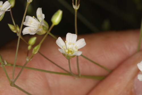 Image of Eremogone ferrisiae by (c) Steve Matson, some rights reserved (CC BY)