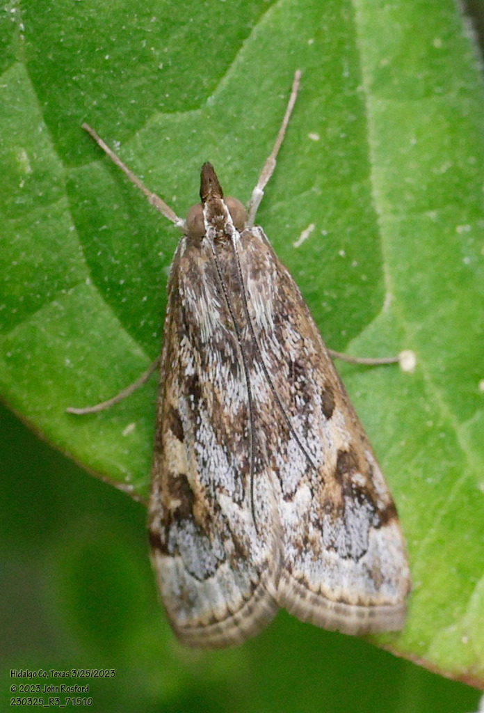 Wolfberry Loxostege Moth