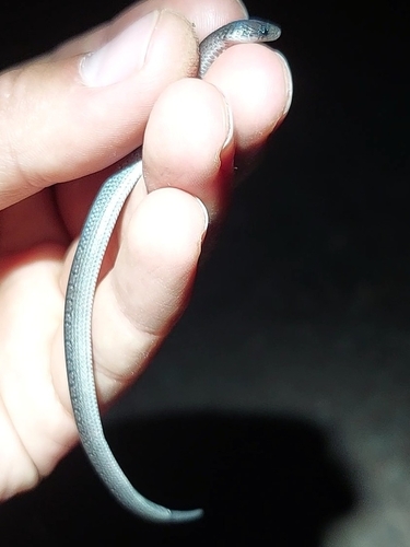 Northern Ground Snake