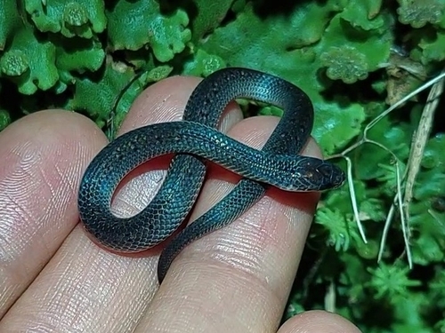 Northern Ground Snake