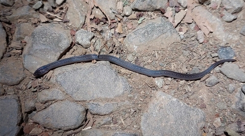 Northern Ground Snake